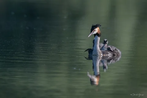 Grèbe huppé