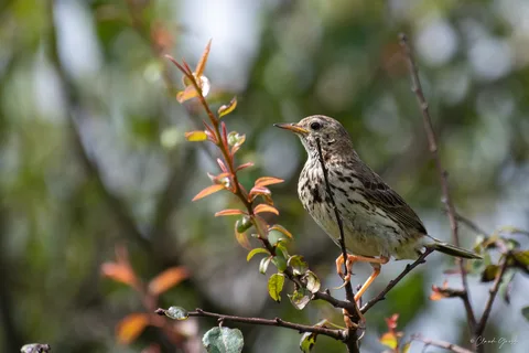Pipit farlouse