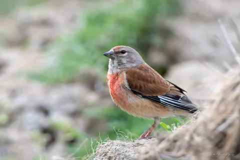 Linotte mélodieuse