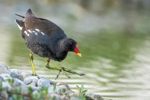 Gallinule poule d'eau