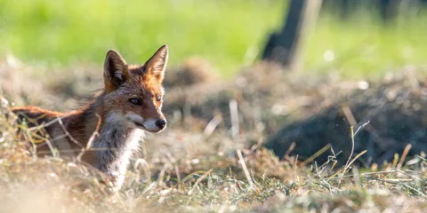 Renard roux