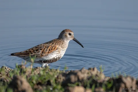 Bécasseau variable