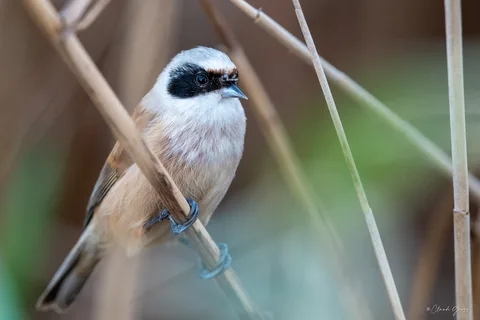Rémiz penduline
