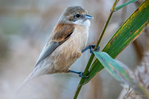 Rémiz penduline