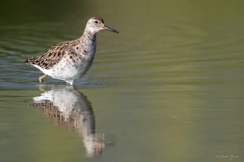Combattant varié