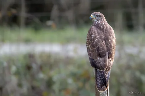 Buse variable