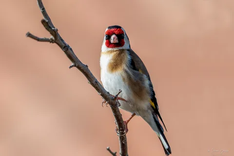 Chardonneret élégant
