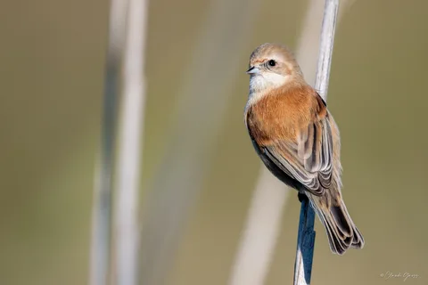 Rémiz penduline