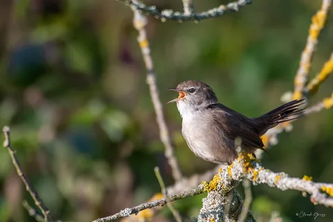 Bouscarle de Cetti
