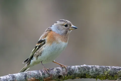 Pinson du nord