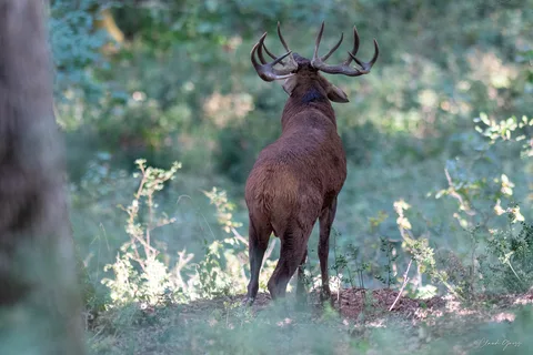 Cerf