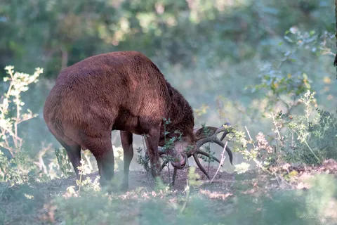Cerf