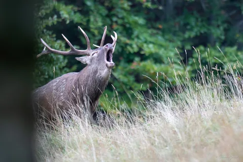 Cerf
