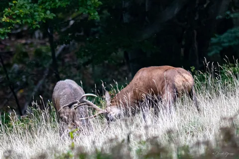 Cerf