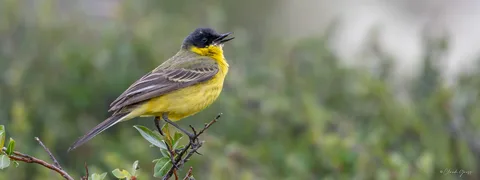 Bergeronnette printanière