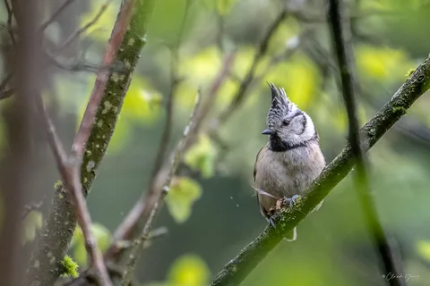 Mésange huppée