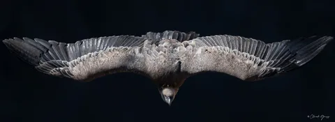 Vautour fauve