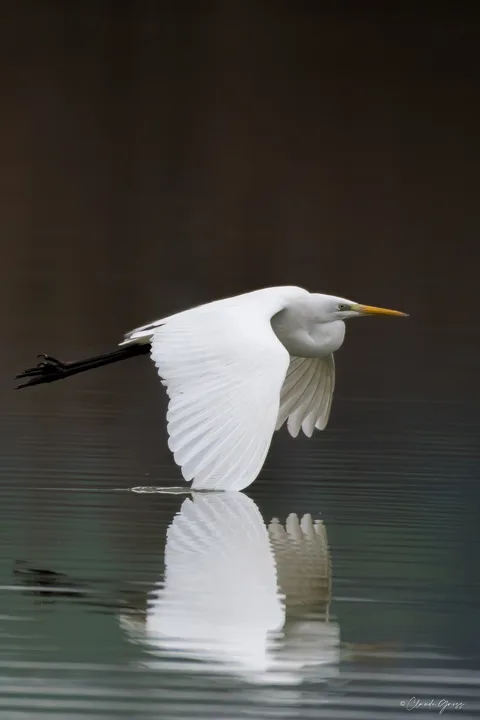 Grande aigrette