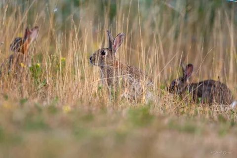 Lapin de garenne