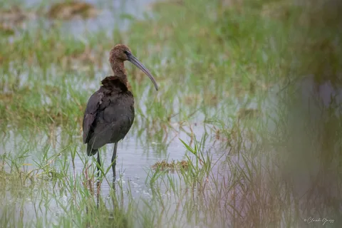Ibis falcinelle