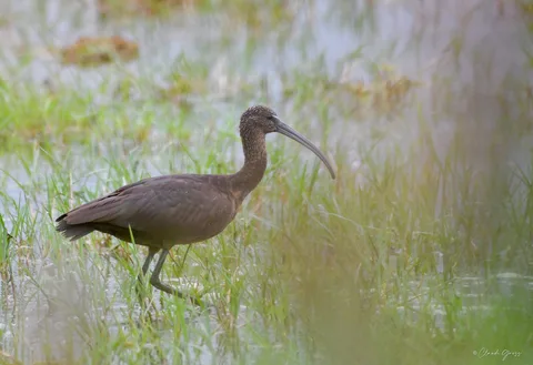 Ibis falcinelle