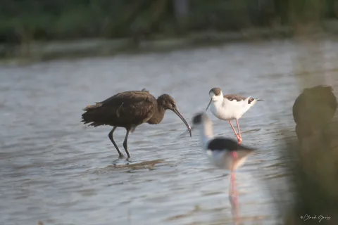 Ibis falcinelle