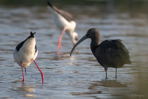 Ibis falcinelle