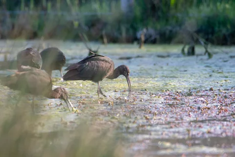 Ibis falcinelle