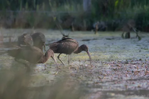 Ibis falcinelle