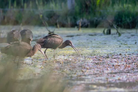 Ibis falcinelle