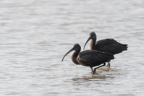 Ibis falcinelle