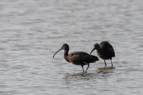 Ibis falcinelle
