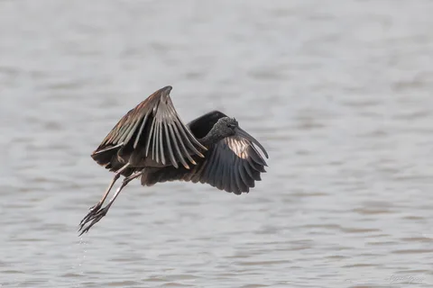 Ibis falcinelle