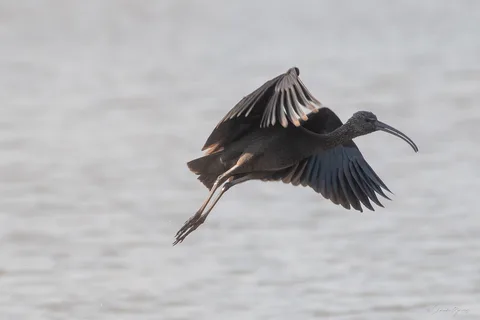 Ibis falcinelle