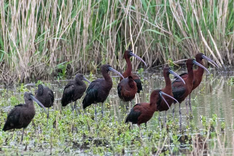 Ibis falcinelle
