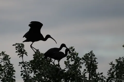 Ibis falcinelle