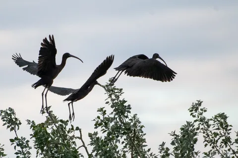 Ibis falcinelle