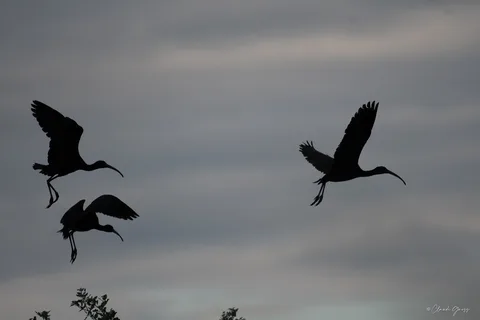 Ibis falcinelle