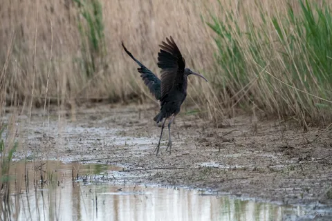 Ibis falcinelle