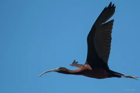 Ibis falcinelle