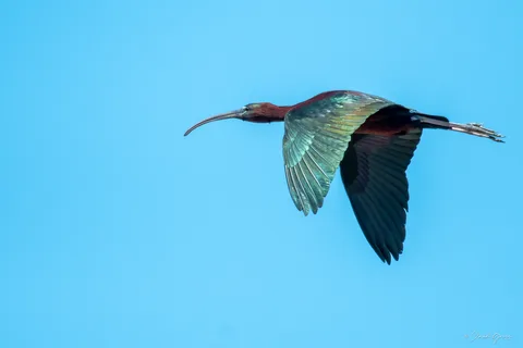 Ibis falcinelle