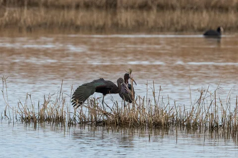 Ibis falcinelle