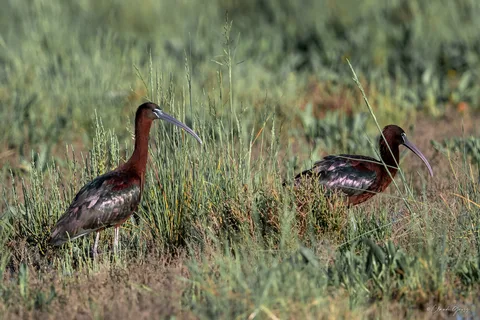 Ibis falcinelle