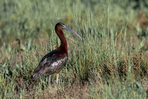 Ibis falcinelle