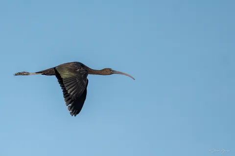 Ibis falcinelle