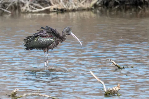 Ibis falcinelle