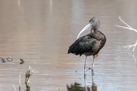 Ibis falcinelle