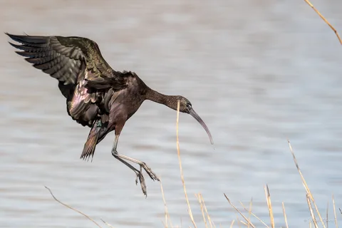 Ibis falcinelle