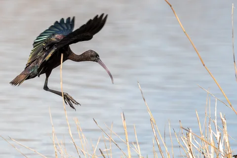 Ibis falcinelle