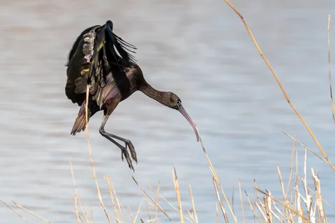 Ibis falcinelle